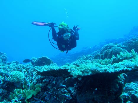 At the table corals