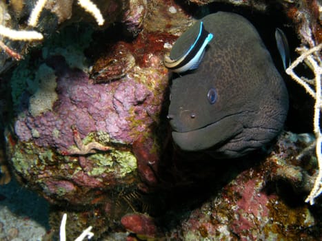 This giant moray eel can be cleaned of cleaner fish.
