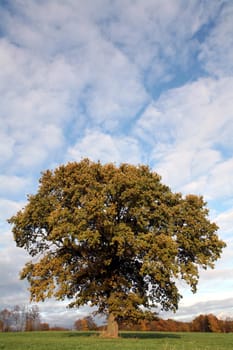 Solitary pedunculate oak