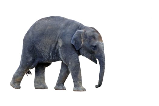 Baby elephant