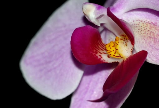 my first pic with Pentax K 10 D -)