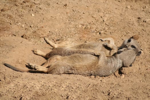 Sunbath