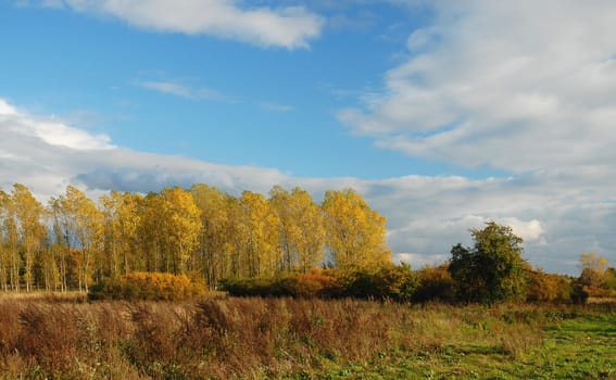 The birch grove