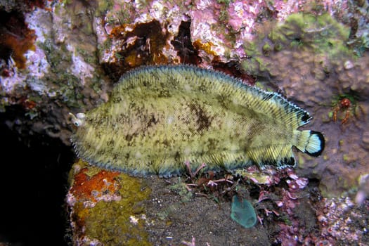 This photo was taken during a night dive. If you look closely,you will see a small crab on the right. At the bottom is a sea squirt.