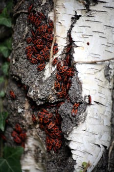 Firebugs