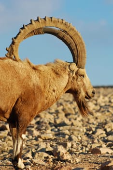 Capricorn