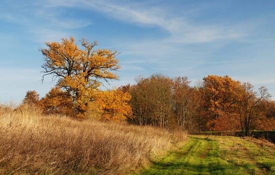 Between field and forest