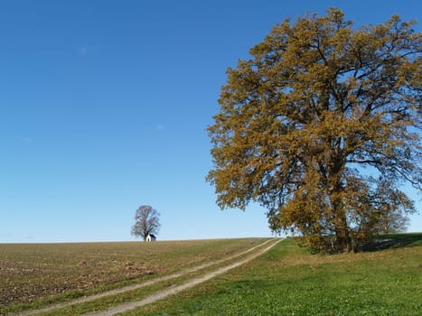 Field in autumn