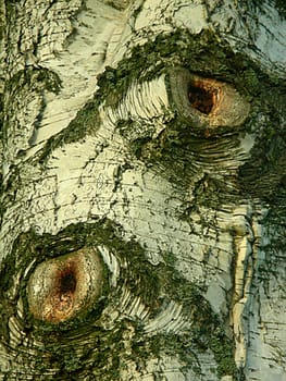 (Common birch also: sand birch,weeping birch,warty birch,white birch) --- Birch is a pioneer plant in open spaces. It is a frugal deciduous tree and has low demands on the soil and climate. The birch thrives on dry