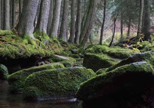 Northern Black Forest