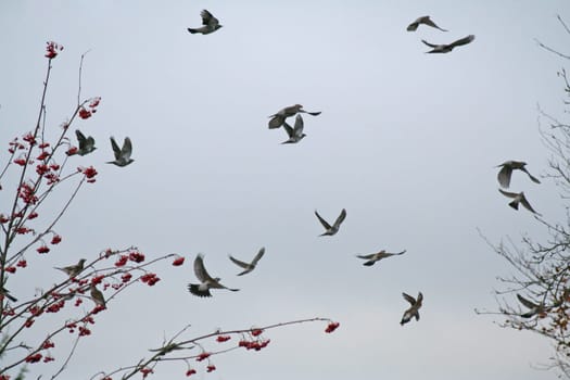 Juniper thrushes