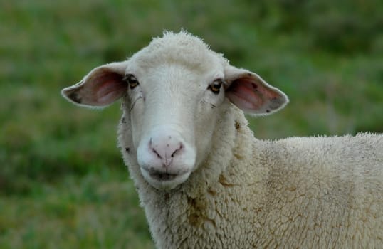 Sheep view