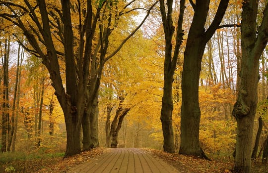 I always enjoy strolling through our beautiful forest in my free time......! It gives me the peace and quiet I just need after a day's work.....!:-)