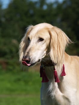 Tongue acrobatics