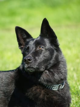 black shepherd dog