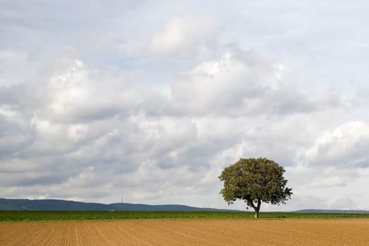 Tree series Pos.1B on 21.10.06