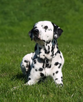 Portraits of Dalmatians