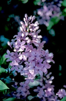 lilac