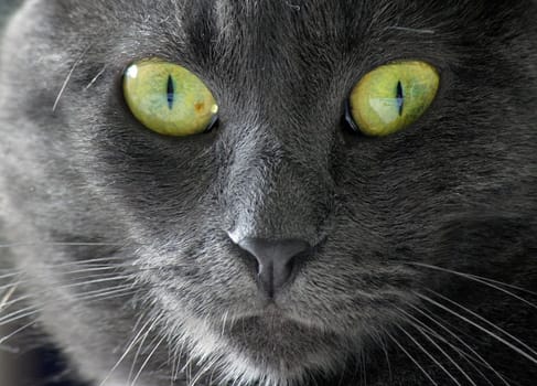 Eyes