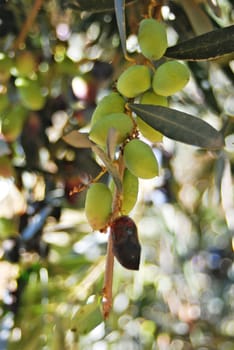 Olives