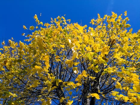 Autumn - Impressions - 1