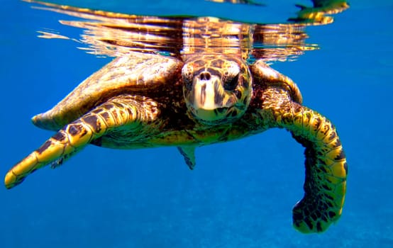 This turtle reflects the attitude to life of the Seychelloise - Hang loose