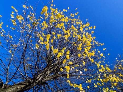 Autumn - Impressions - 4