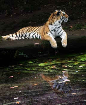 Siberian tiger