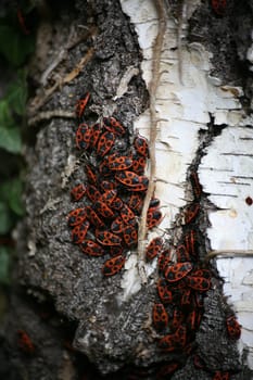 Firebugs