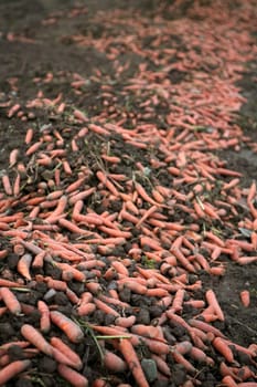 Crop residues