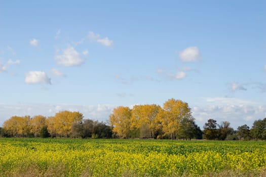 Autumn field