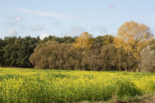 Late rapeseed