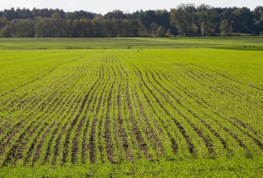 Winter barley