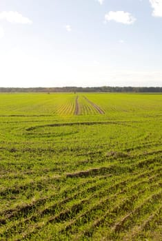 Winter rye
