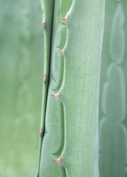agave