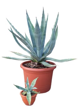 agave