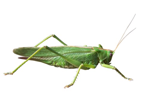 grasshopper