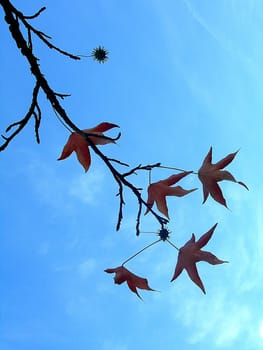 The leaves of the sweetgum tree (Liquidambra) are similar to those of the maple. In autumn,they turn a magnificent bright yellow-orange,burgundy or purple colour. This blaze of colour lasts for a few weeks,the sweetgum tree becomes a real "eye-catcher"". At the older Ho"