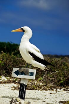 This masked booby acts as a simultaneous translator for signposts! Taken in the Galápagos Islands on Kodak Elite Extra Colour.    :-)