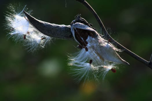 Milkweed