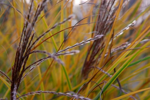 Gentle nature