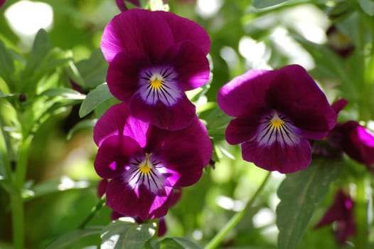 To cheer up the senses in this gray weather,some color.