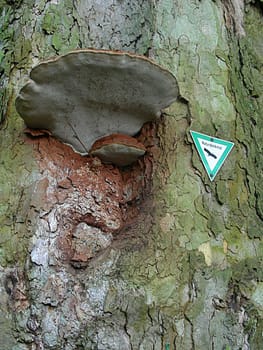 Tree fungi are fungi that colonize and break down wood (xylobiontes). They are also called lignicole fungi and form a large ecological group,which includes fungal species from various systematic fungal departments. Lignicole fungi live sa