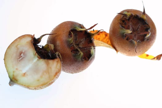 Medlars II