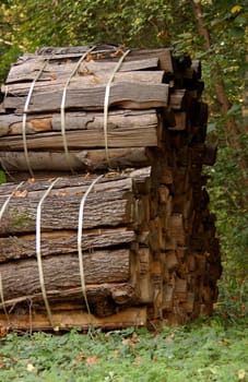 Firewood