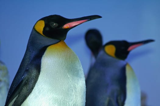King penguins