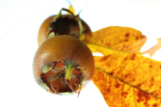 Medlars