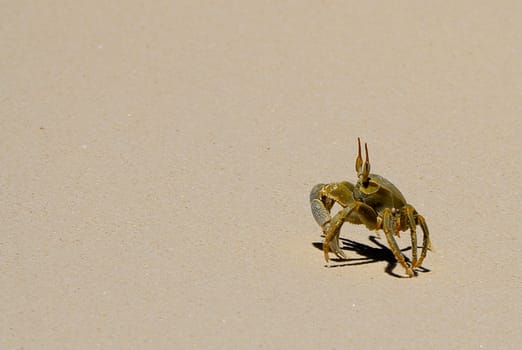 Shore crab