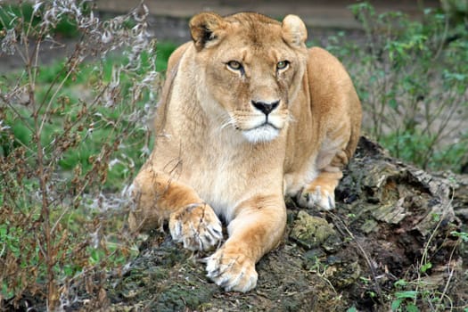 Lion