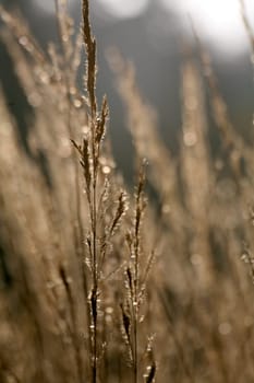 Grasses